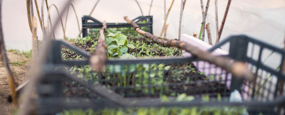 Foods That Can Affect Your Loc Growth