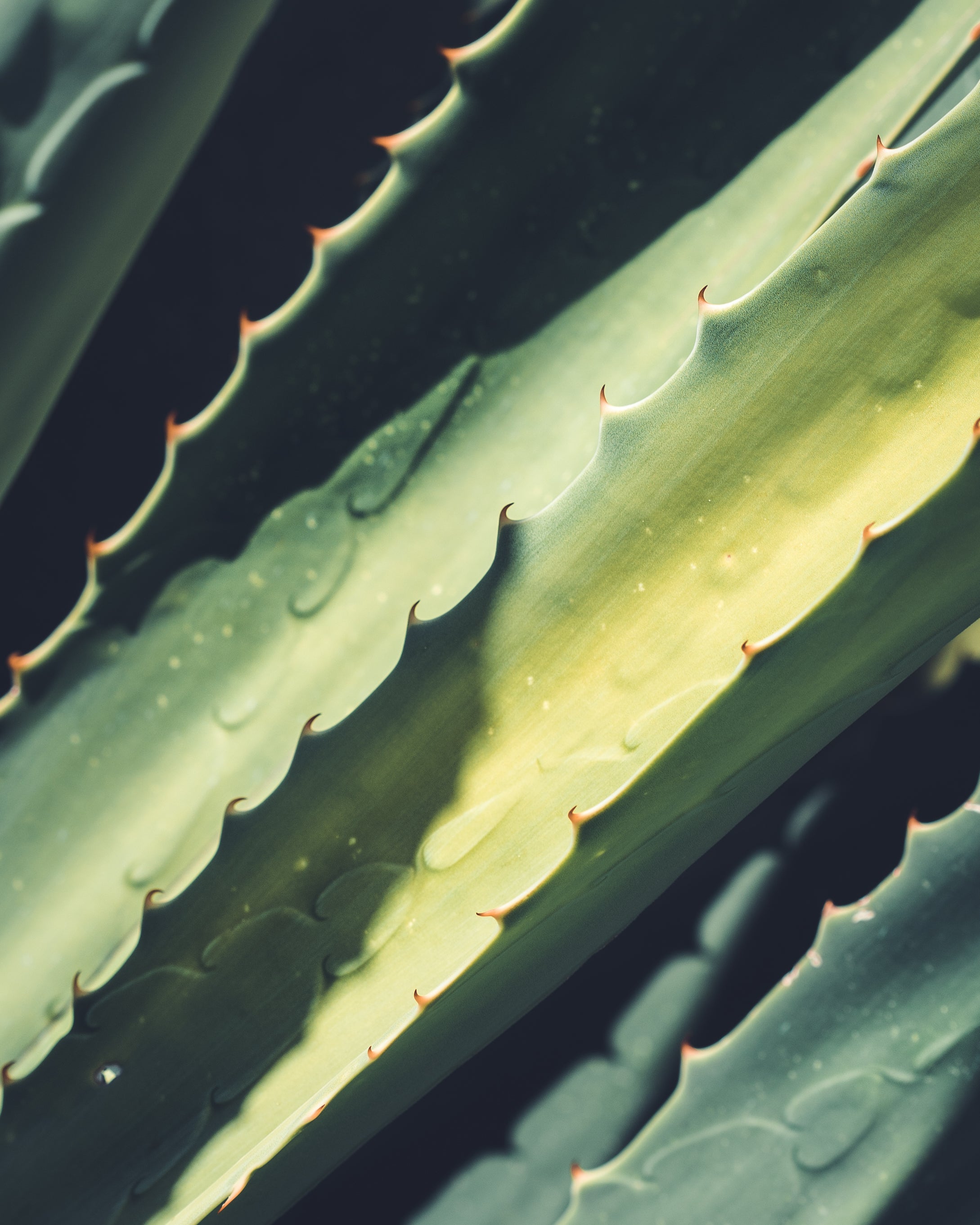 Benefits of Aloe Vera for Locs and Skin